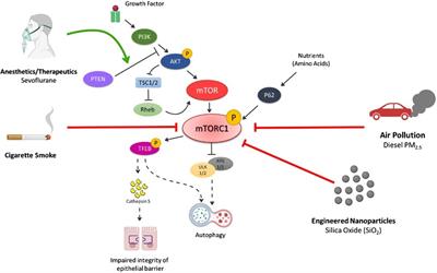 Inhalation exposure-induced toxicity and disease mediated via mTOR dysregulation